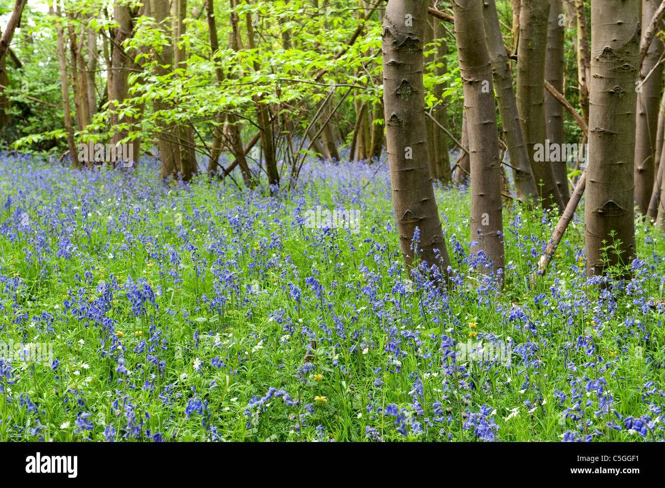 Bluebell woodlands Hyacinthoides non-scriptus East Blean Woodlands UK Stock Photo