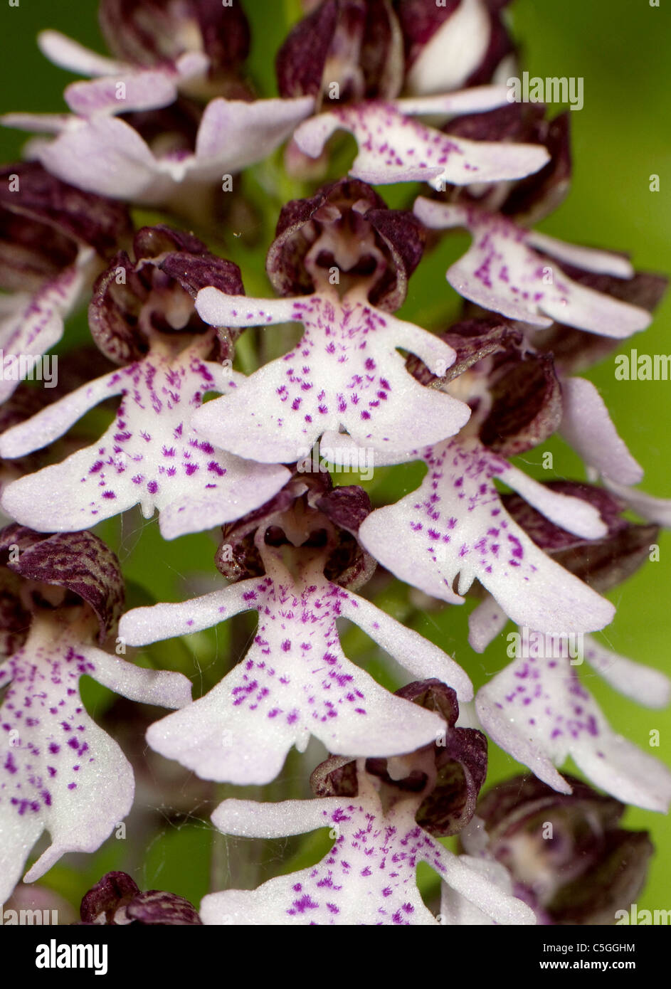 Lady Orchid Orchis purpurea Yockletts Bank UK Stock Photo