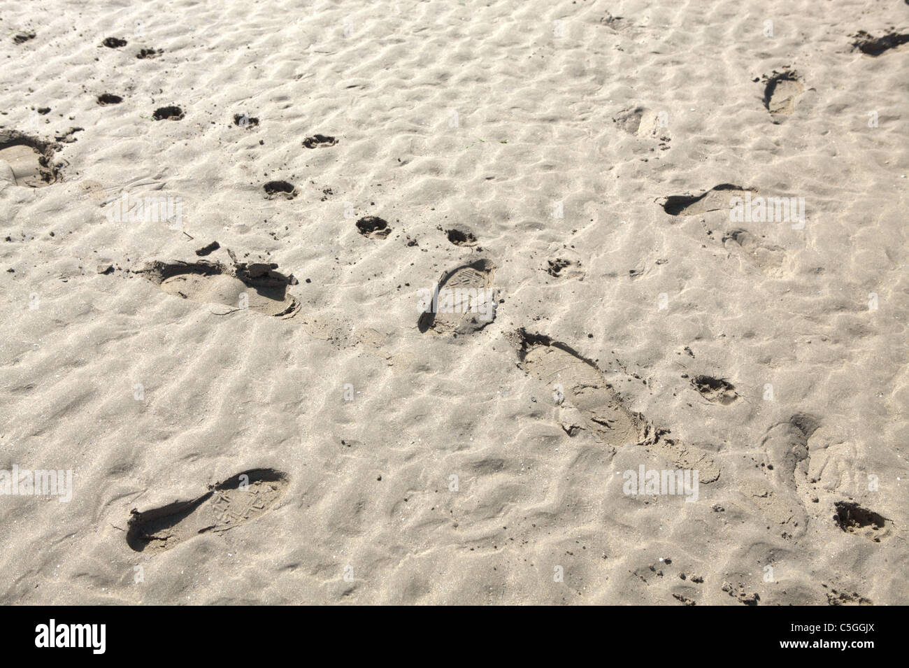 Human and Canine footprints in sand Stock Photo - Alamy