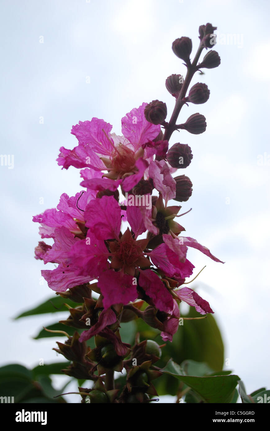 Queen crape myrtle hires stock photography and images Alamy