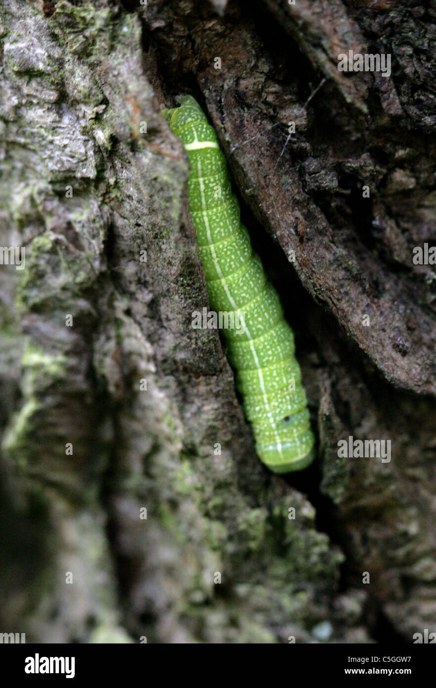 Clouded Drab Moth Caterpillar, Orthosia incerta, Noctuidae, Lepidoptera. Getting Ready to Pupate in a Tree Crack. Stock Photo