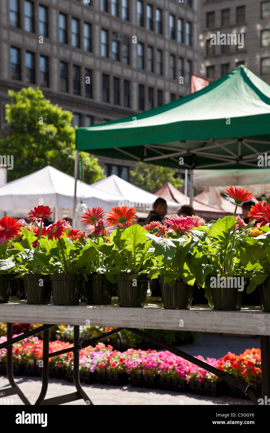 Flower Flats, Union Square Greenmarket, NYC Stock Photo Alamy
