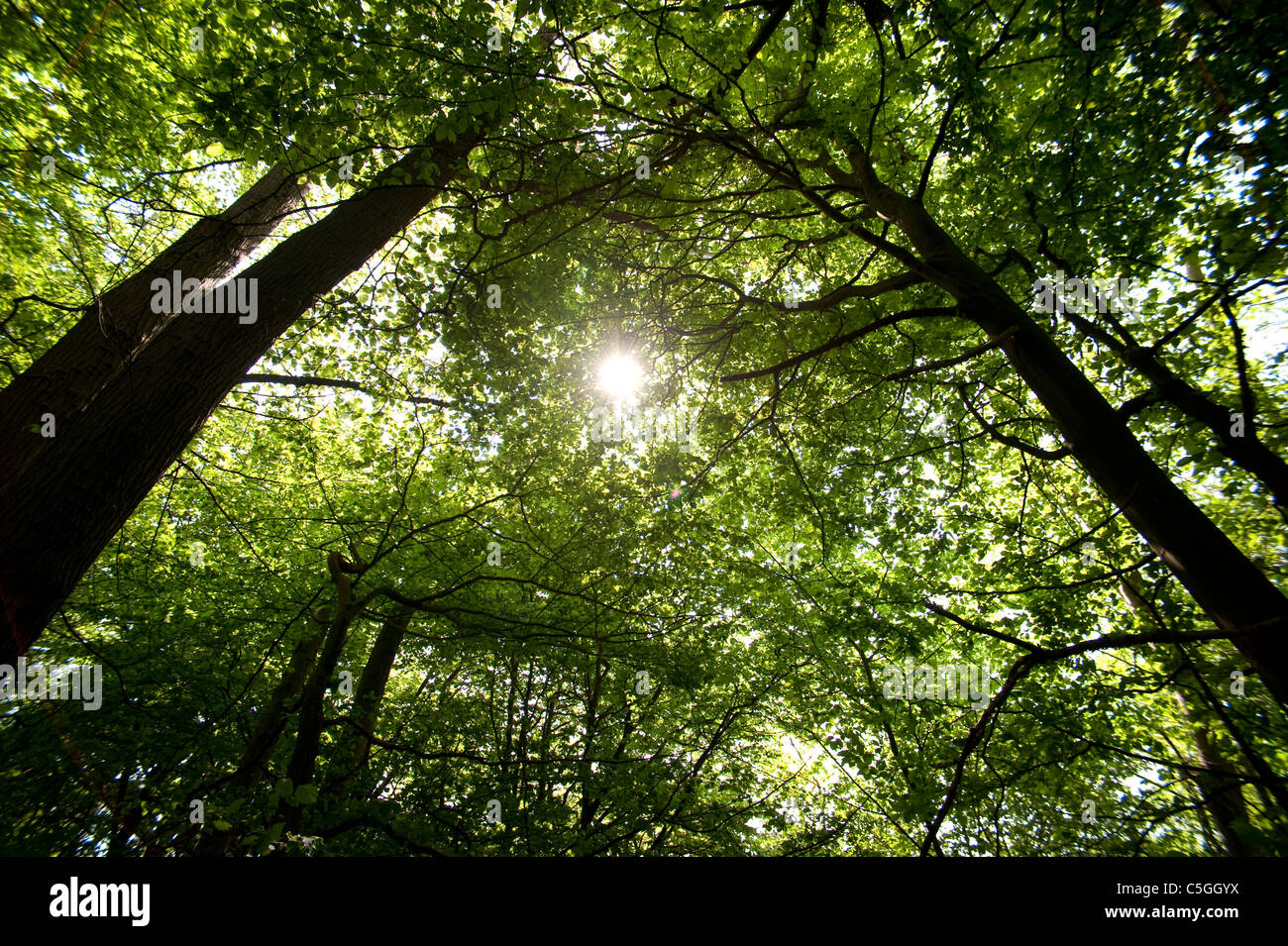 Canopy creatures hi-res stock photography and images - Alamy