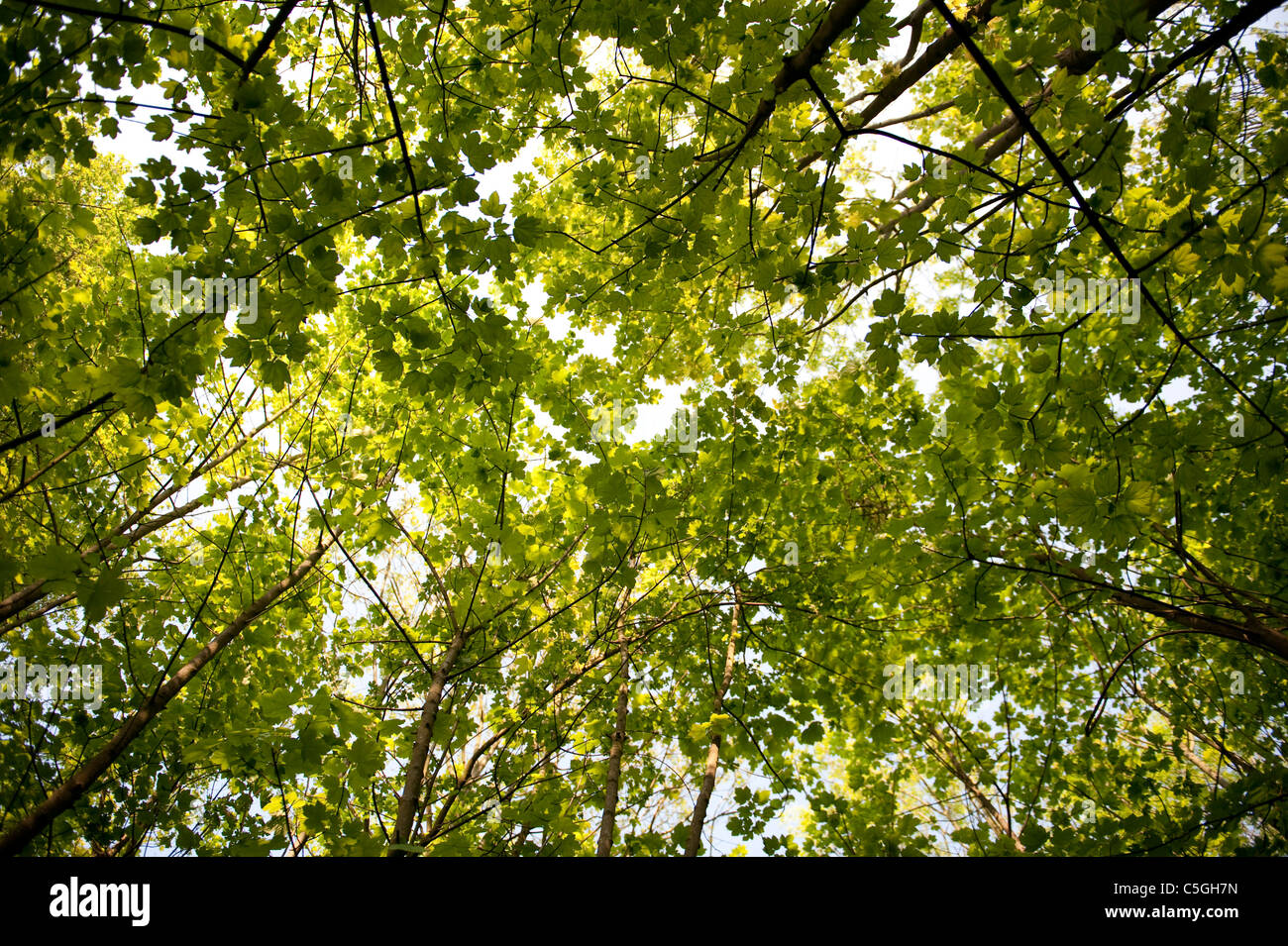 View looking up to to leaves at top of canopy woodland Kent UK Stock Photo