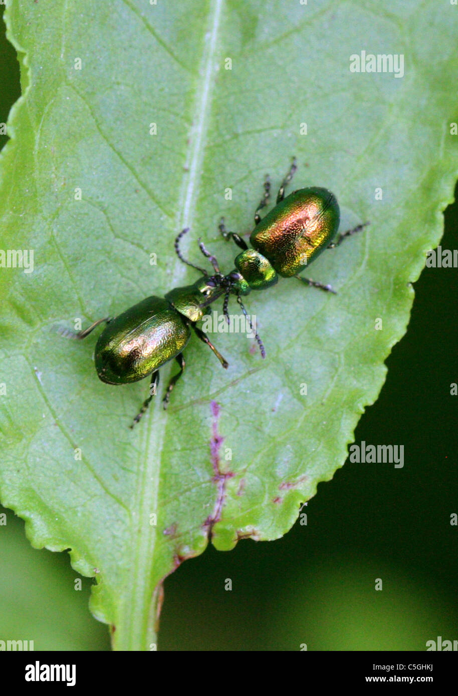 Green Dock Beetles, Gastrophysa viridula, Chrysomelidae, Chrysomeloidea