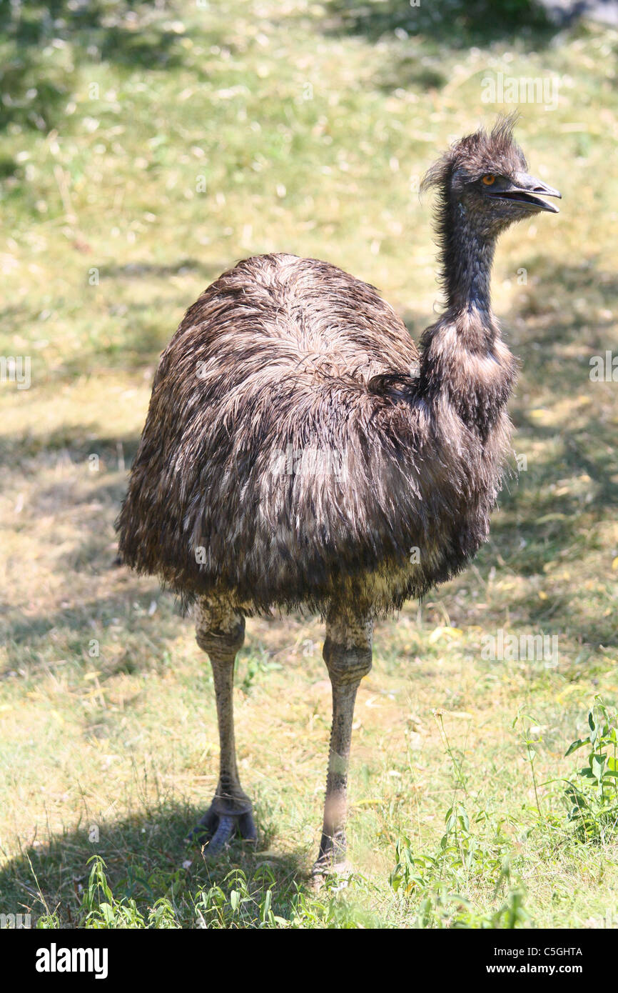 emu bird walking outdoor Stock Photo