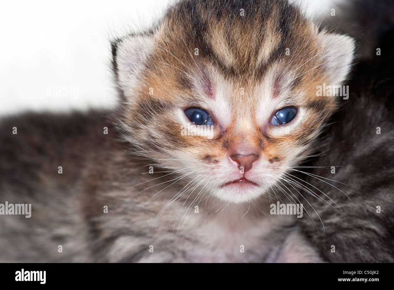 very small kitten - newborn kitten, two weeks ago Stock Photo
