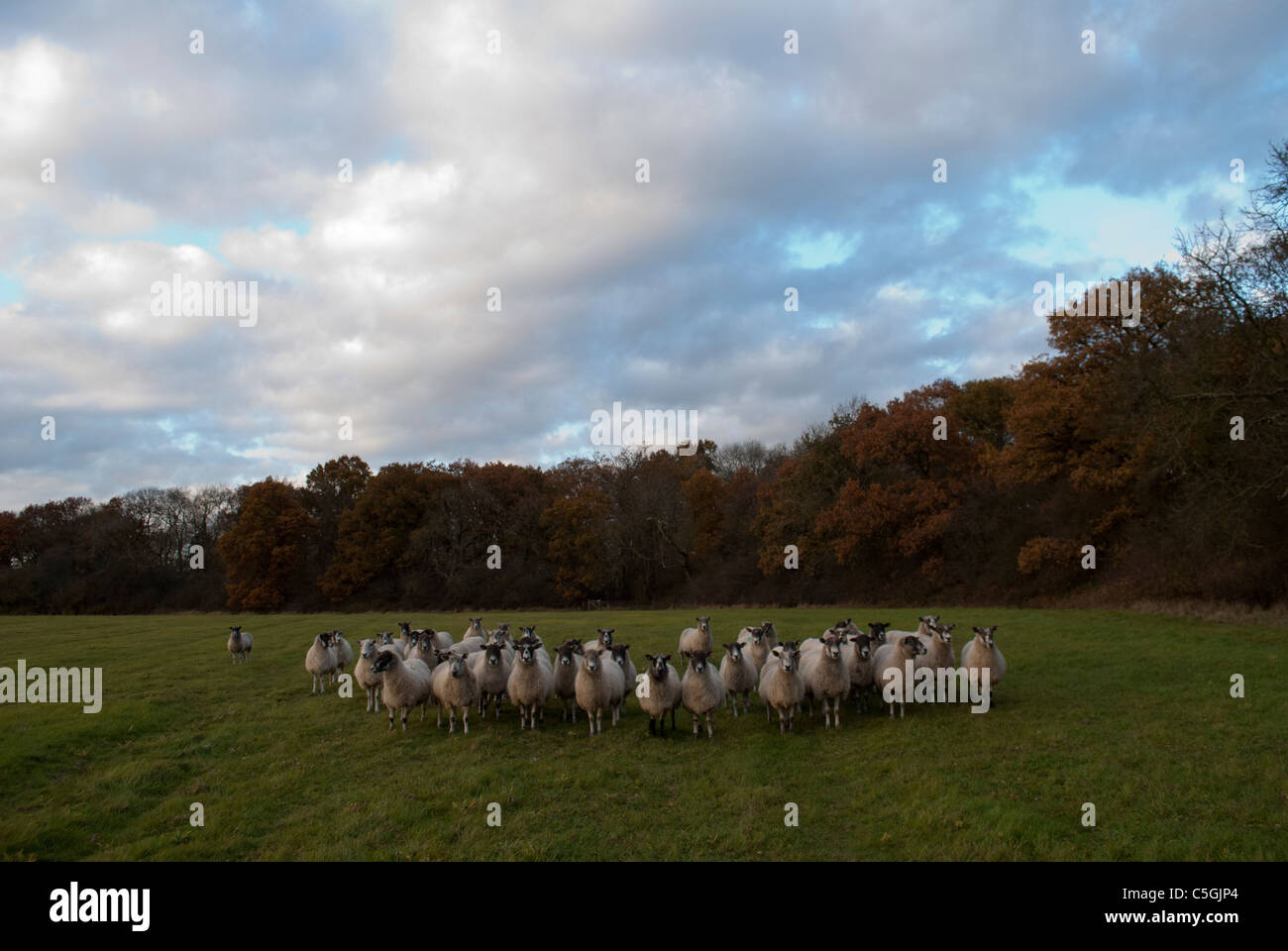Flock of sheep in grass field with trees behind with brown autumn ...