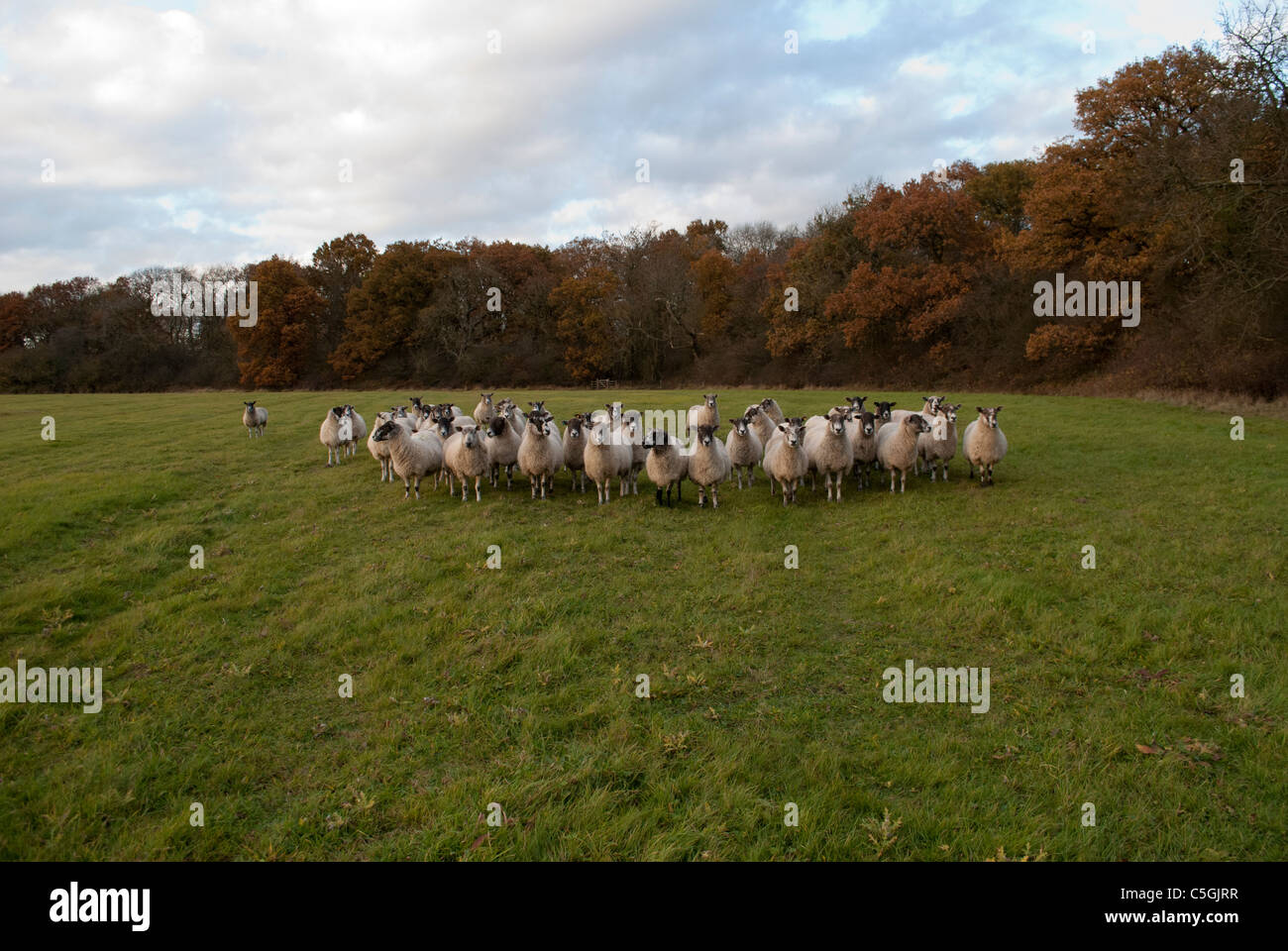 Flock of sheep in grass field with trees behind with brown autumn ...