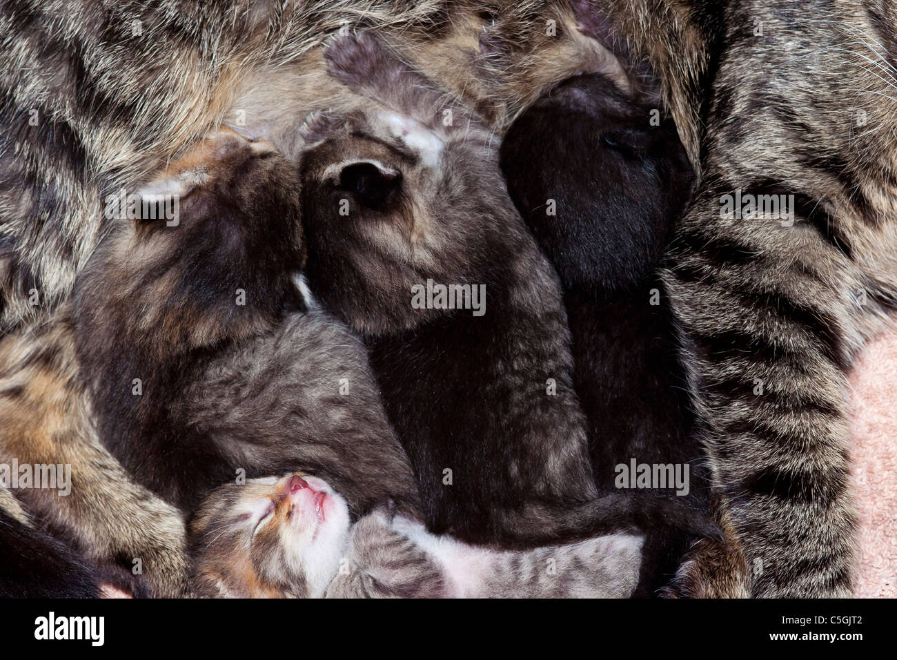 suckling kitten - cunning little kittens - newborn kitten, ten days ago Stock Photo
