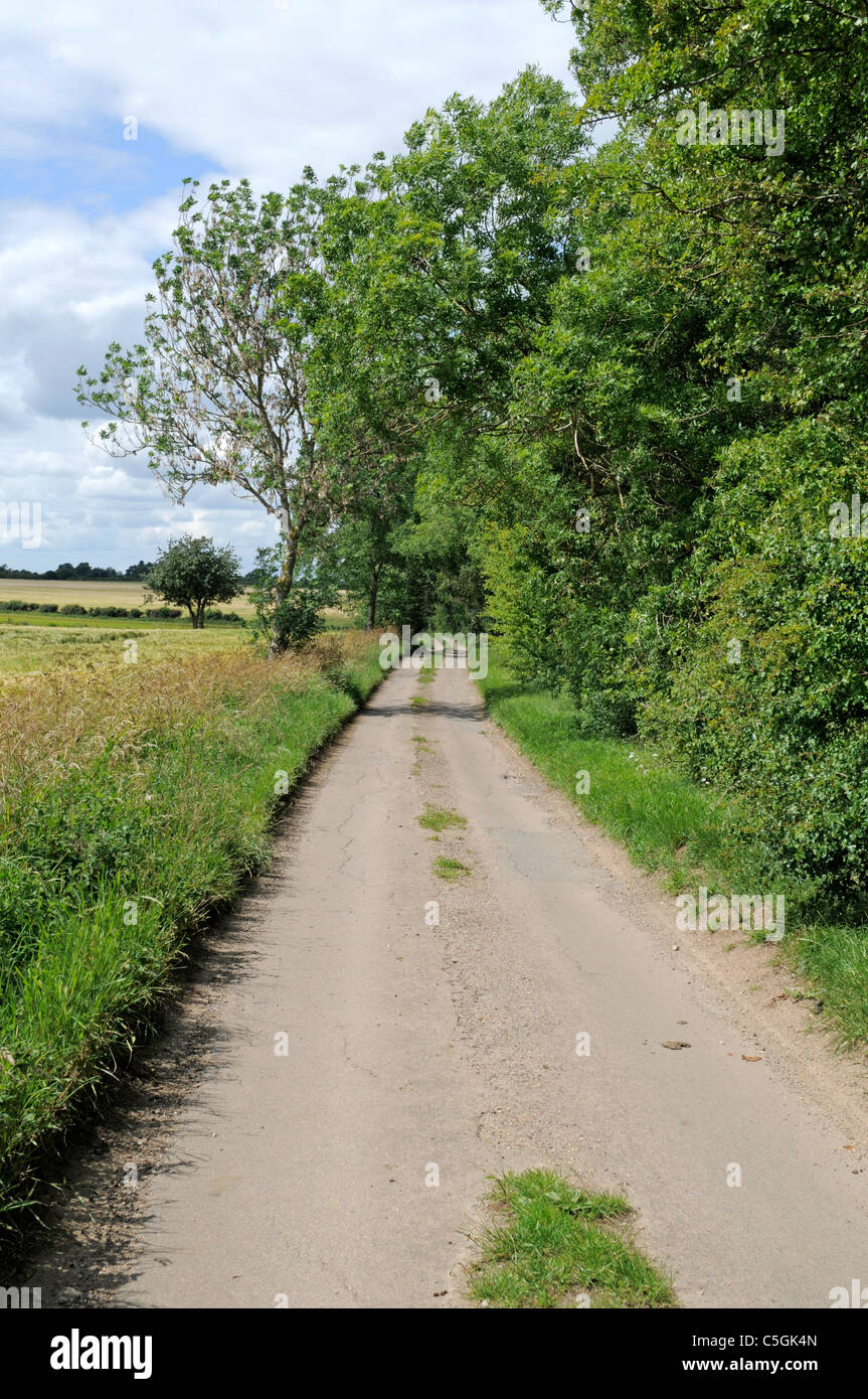 Narrow Country Lane with Grass Growing in the Middle of the Road Stock Photo