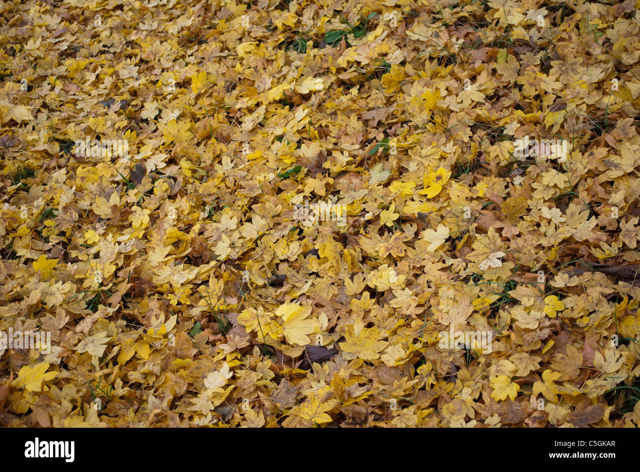 Yellow autumn leaves covering the ground Stock Photo - Alamy