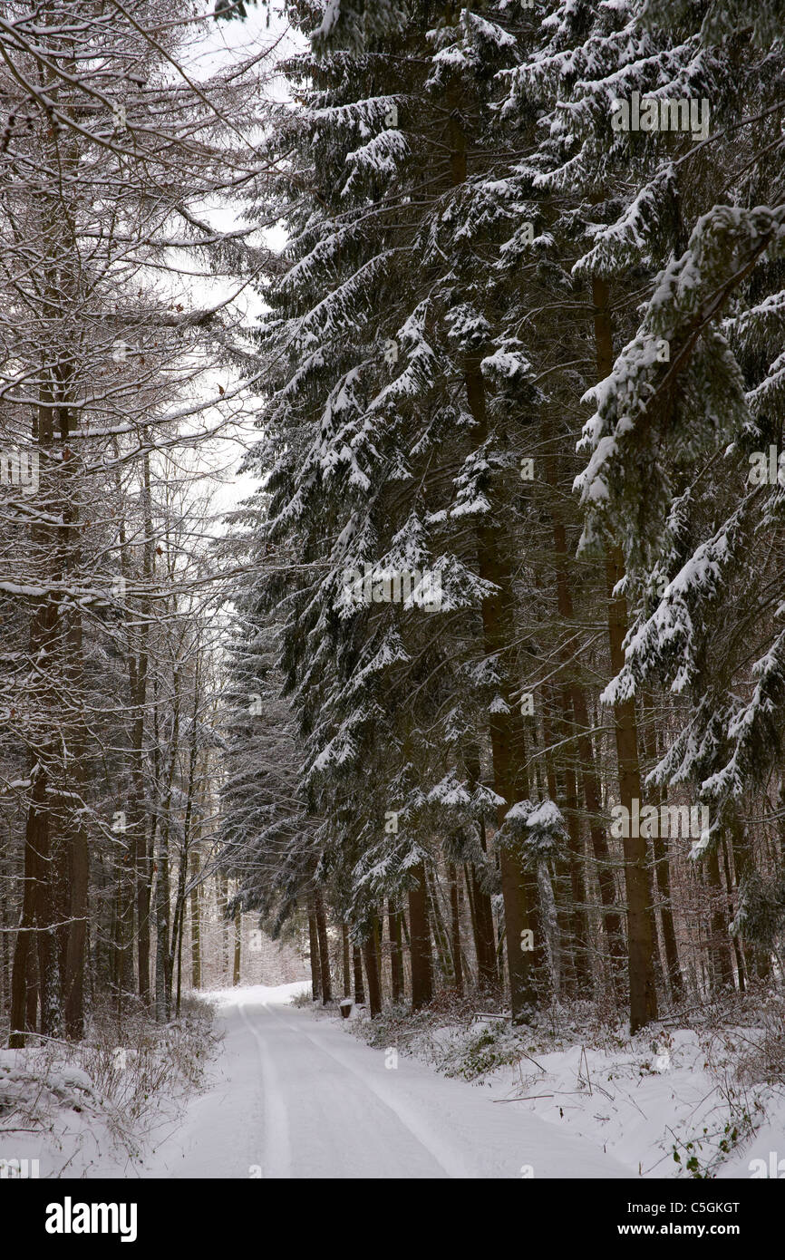 Snow in the forest Stock Photo Alamy
