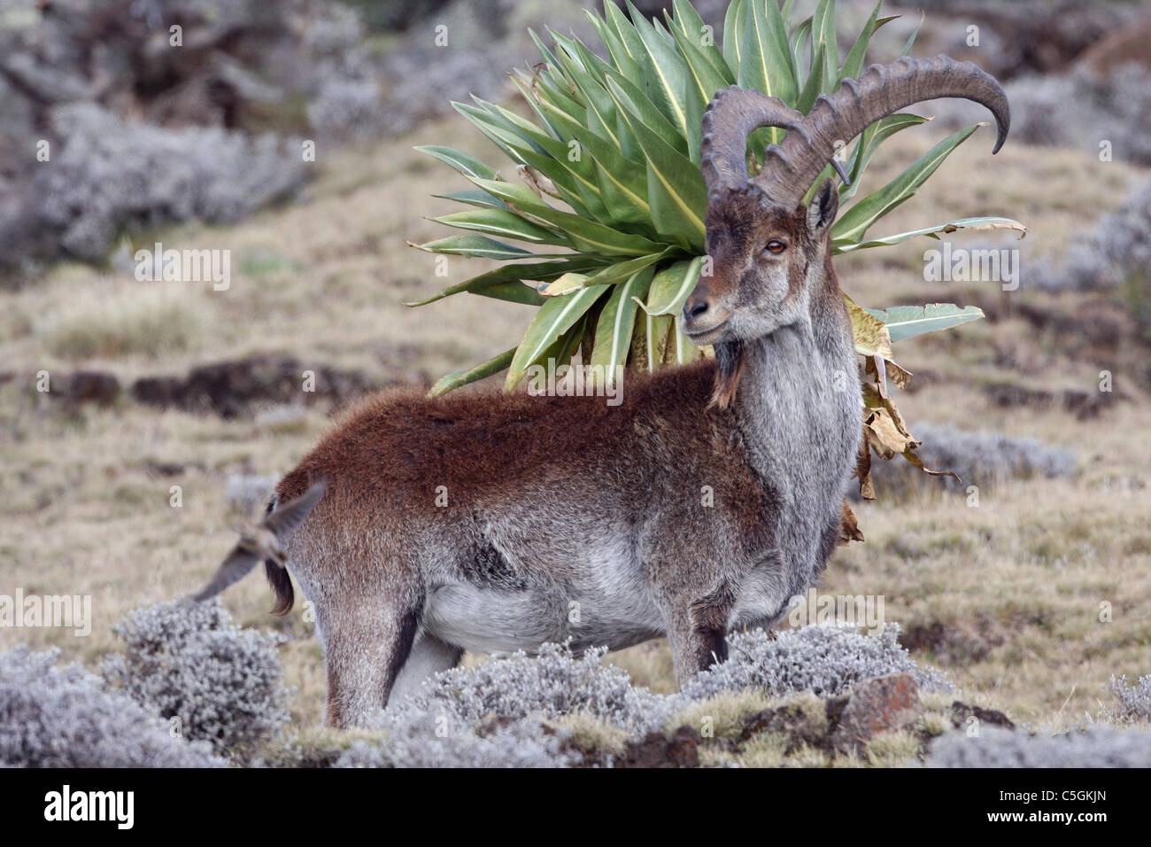 Walia ibex, Capra walie, critically endangered mountain goat, Semien Mountains Ethiopia Stock Photo