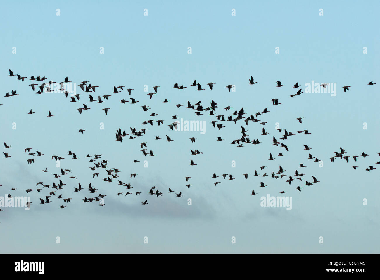 Flock of birds - geese in flight Stock Photo