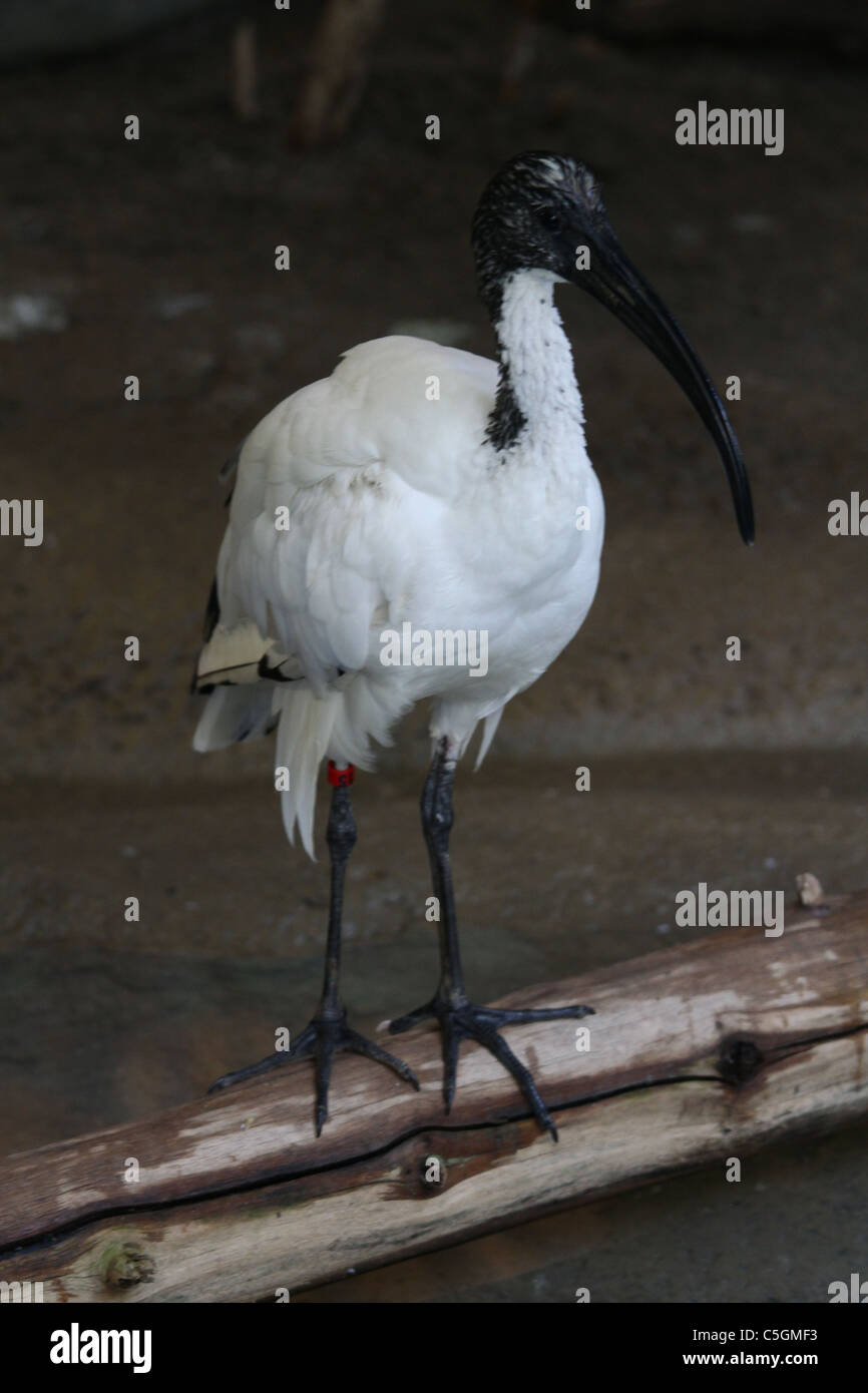 sacred ibis Stock Photo
