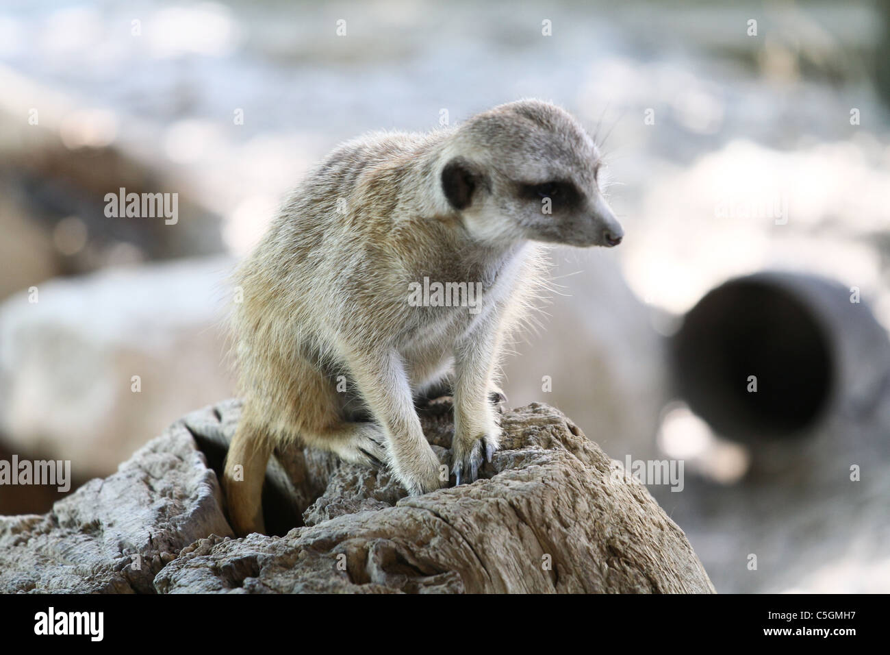 meerkats suricate Stock Photo