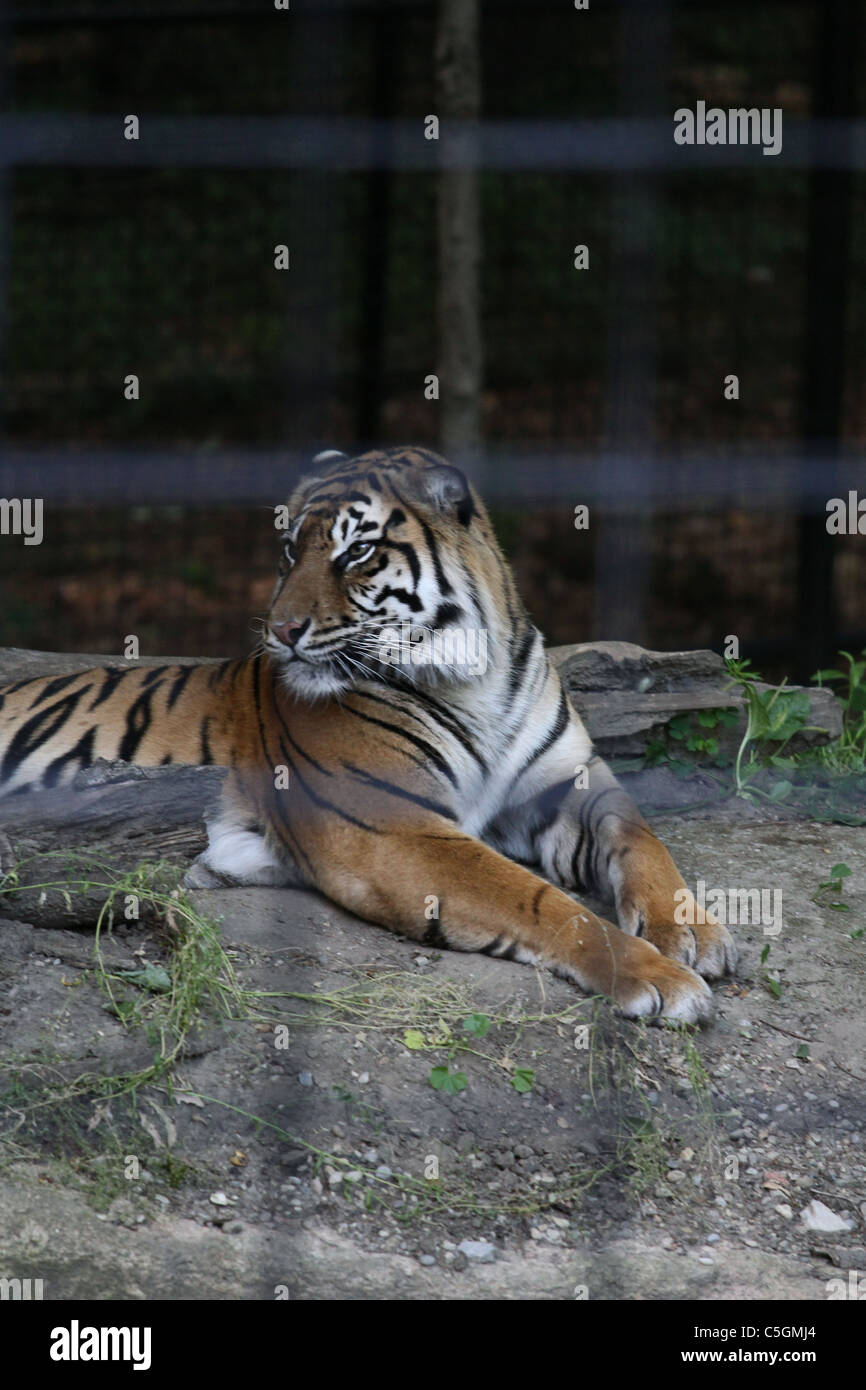 Baby tiger in zoo hi-res stock photography and images - Alamy