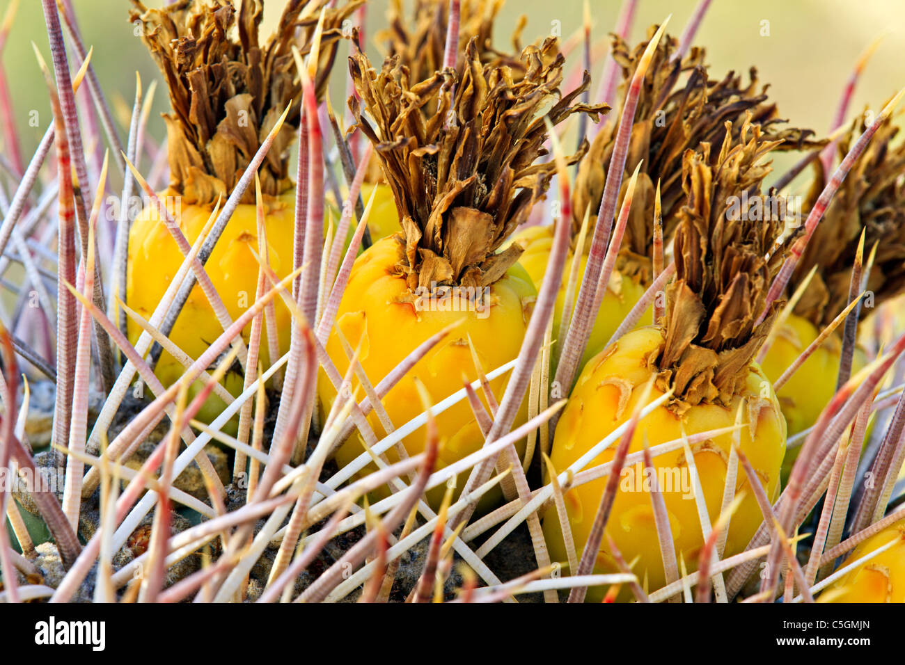 Fruit of the Compass Barrel Cactus (Ferocactus cylindraceus), Organ Pipe National Monument, Arizona, USA Stock Photo