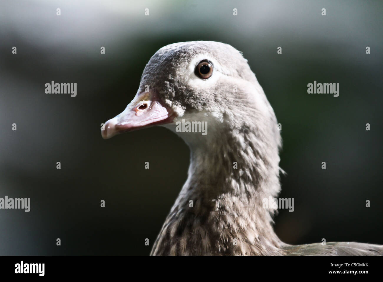 duck head closeup blurry background Stock Photo