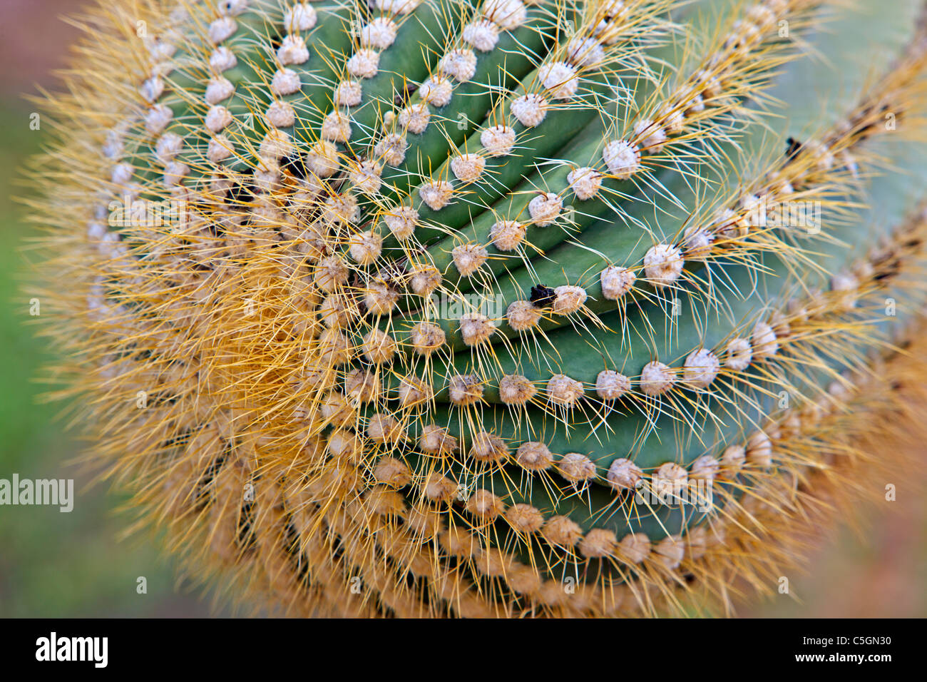 Saguaro cactus close up, Carnegiea gigantea, Organ Pipe National Monument, Arizona, USA Stock Photo