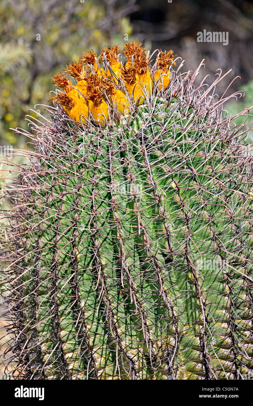 Fruit of the Compass Barrel Cactus (Ferocactus cylindraceus), Saguaro ...