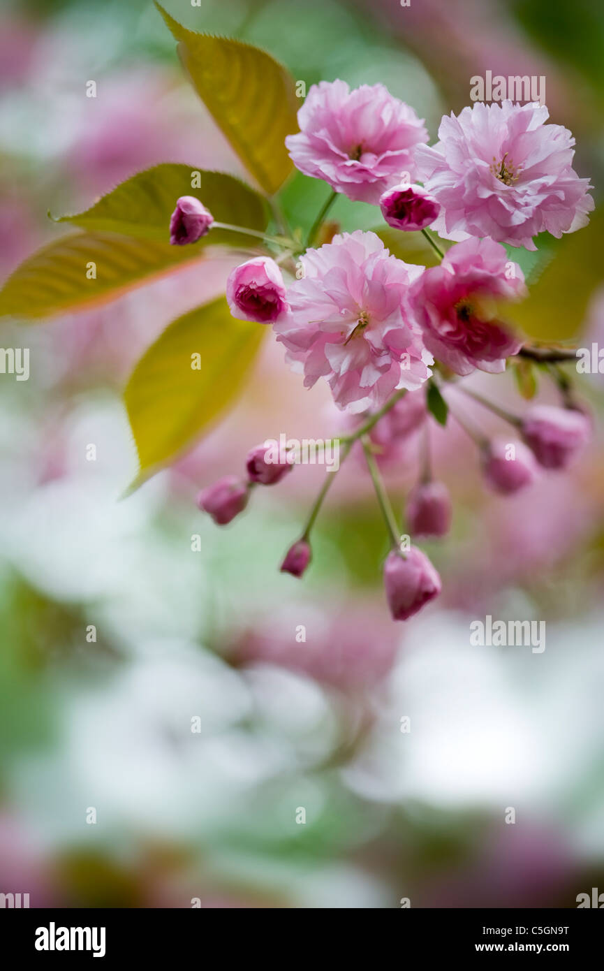 Spring Cherry Blossom - Prunus Kanzan Stock Photo