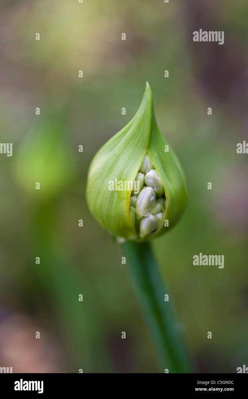 Alium in bud against green background Stock Photo