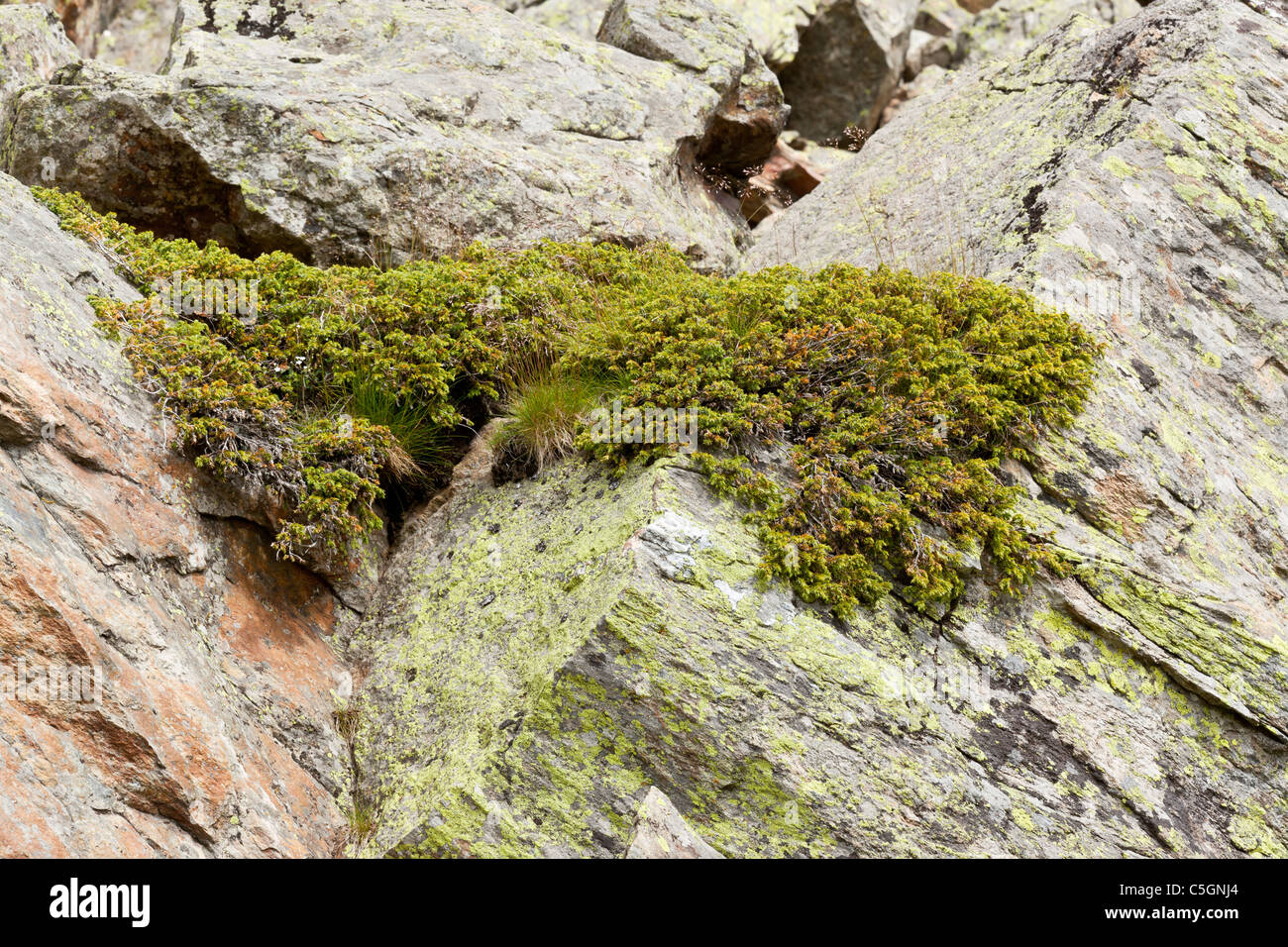 Common juniper, Alpine juniper, Juniperus communis alpina, Valgrisenche, Italy Stock Photo
