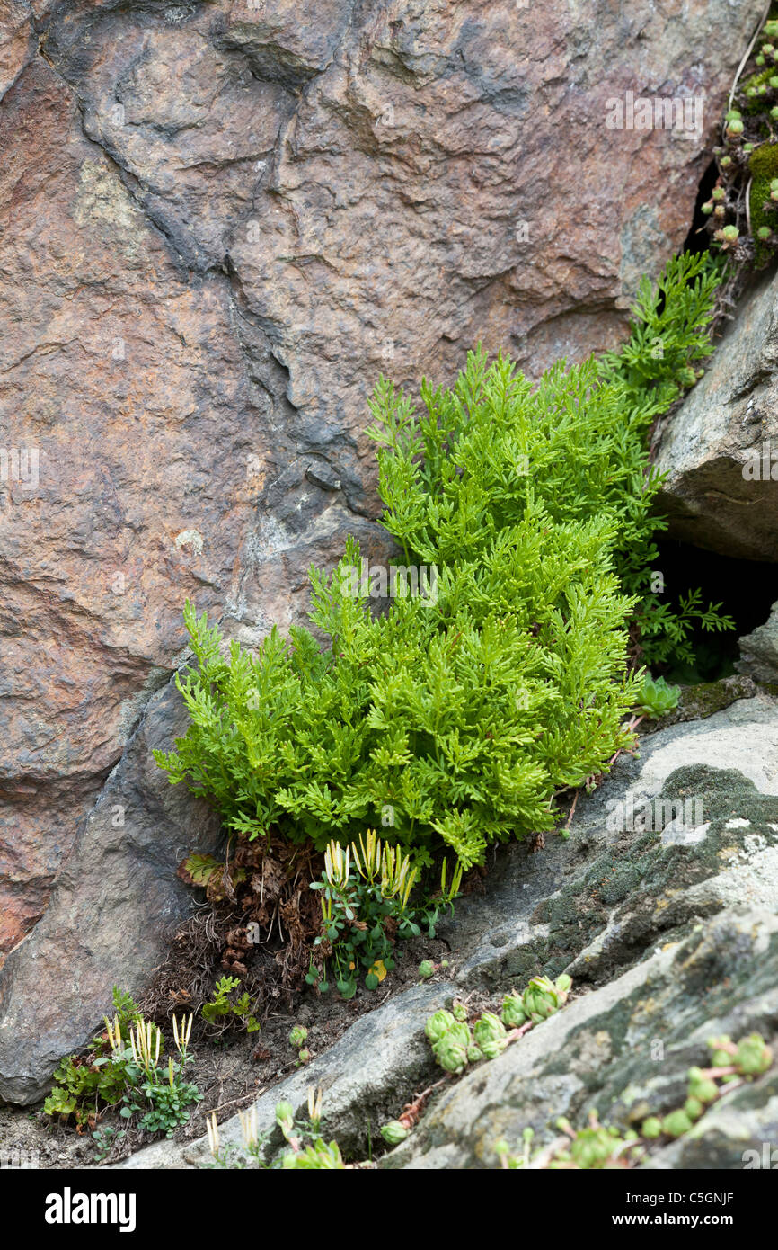 Parsley fern, Cryptogramma crispa, Valgrisenche, Italian Alps. Also occurs in the UK. Stock Photo