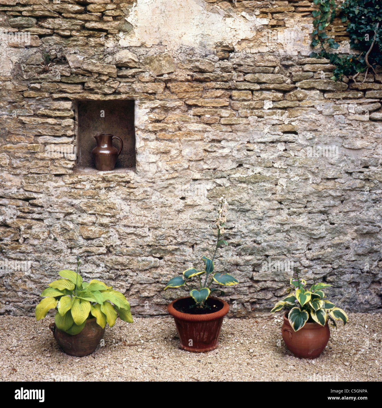 Three hostas in pots on gravel to combat slugs and snails Stock Photo
