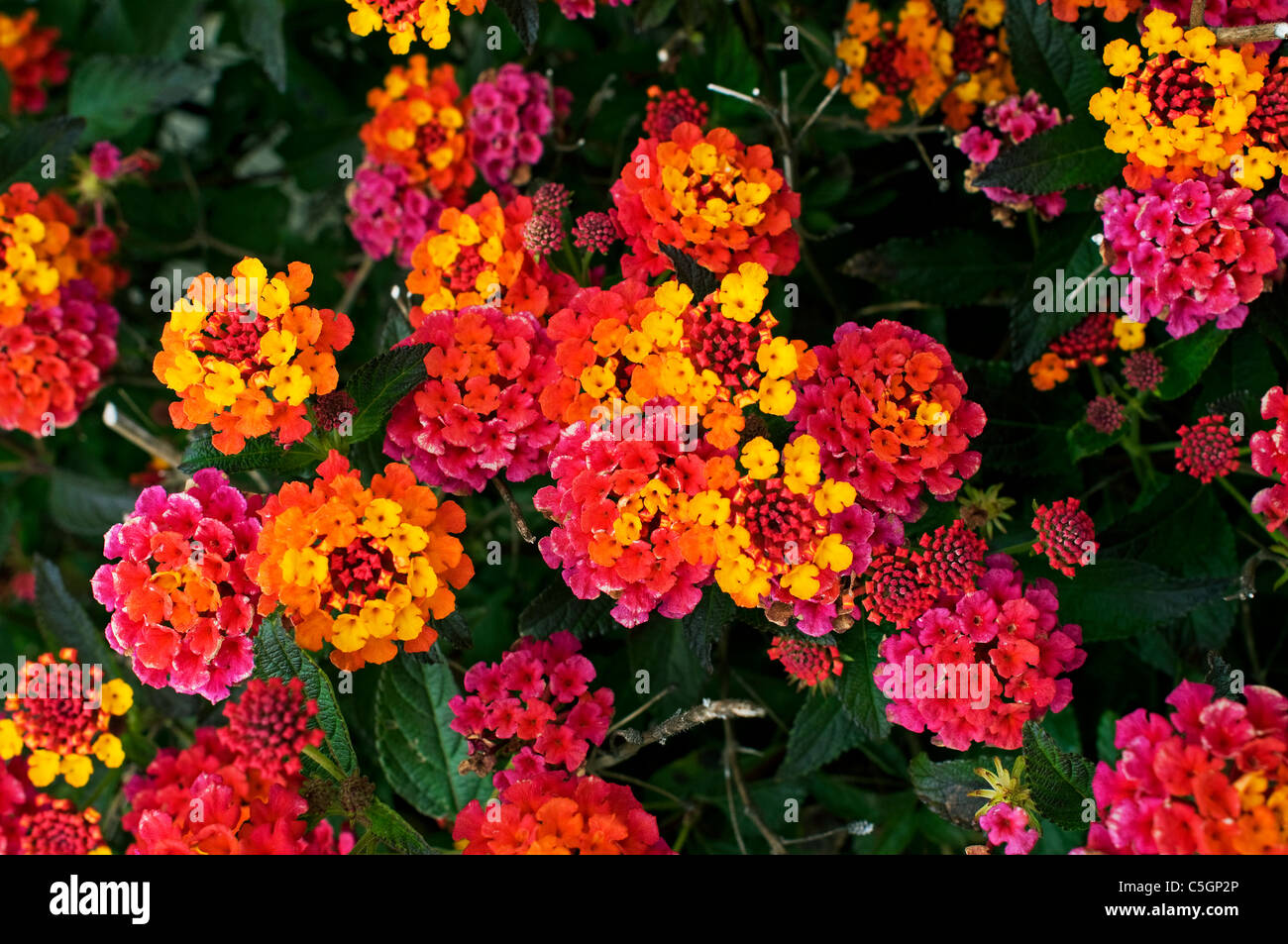 Marigold flowers Stock Photo