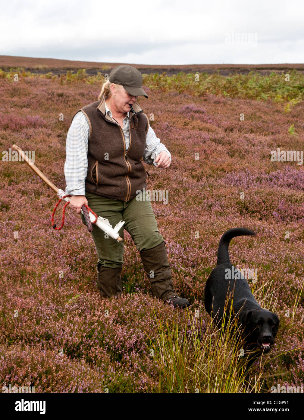 North Yorkshire, England UK - Beater on a Yorkshire grouse moor with black  labrador blowing a dog whistle Stock Photo - Alamy