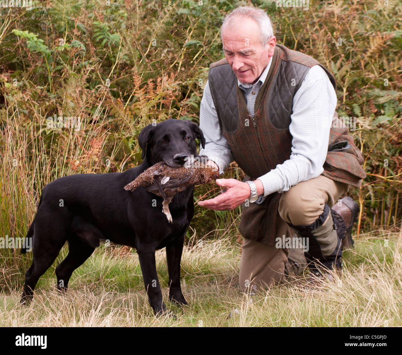 North Yorkshire, England UK A Gun collecting red grouse from his gun