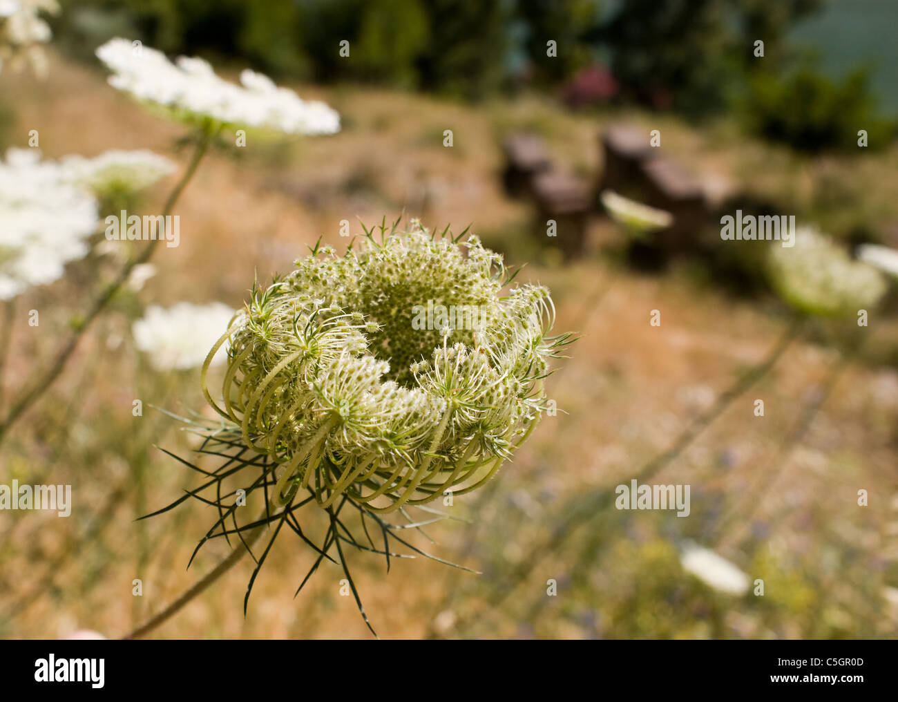 Rantipole hi-res stock photography and images - Alamy