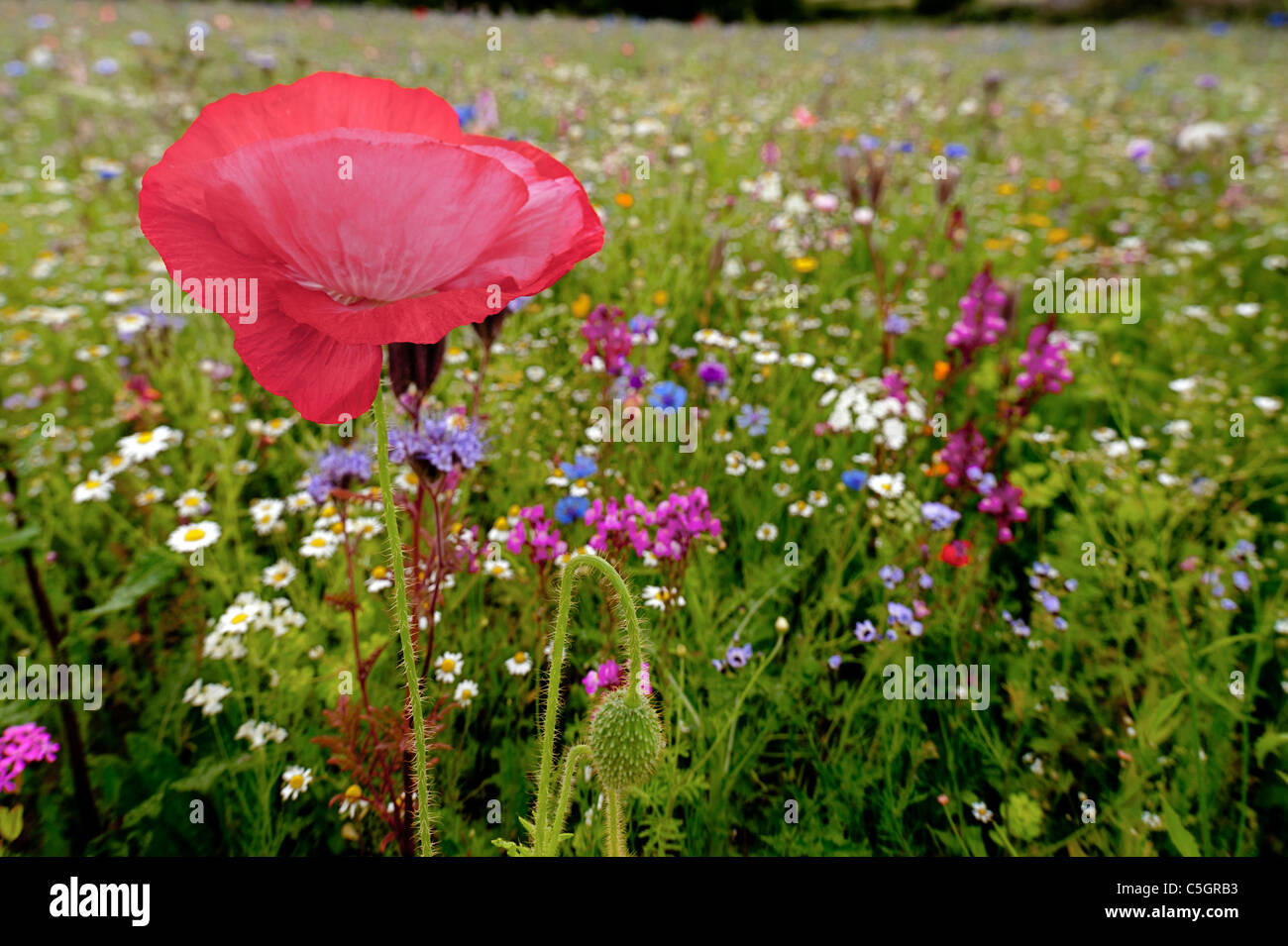 Wildflower meadow.  Poppy in a field full of wildflowers on an English Summer's day Stock Photo