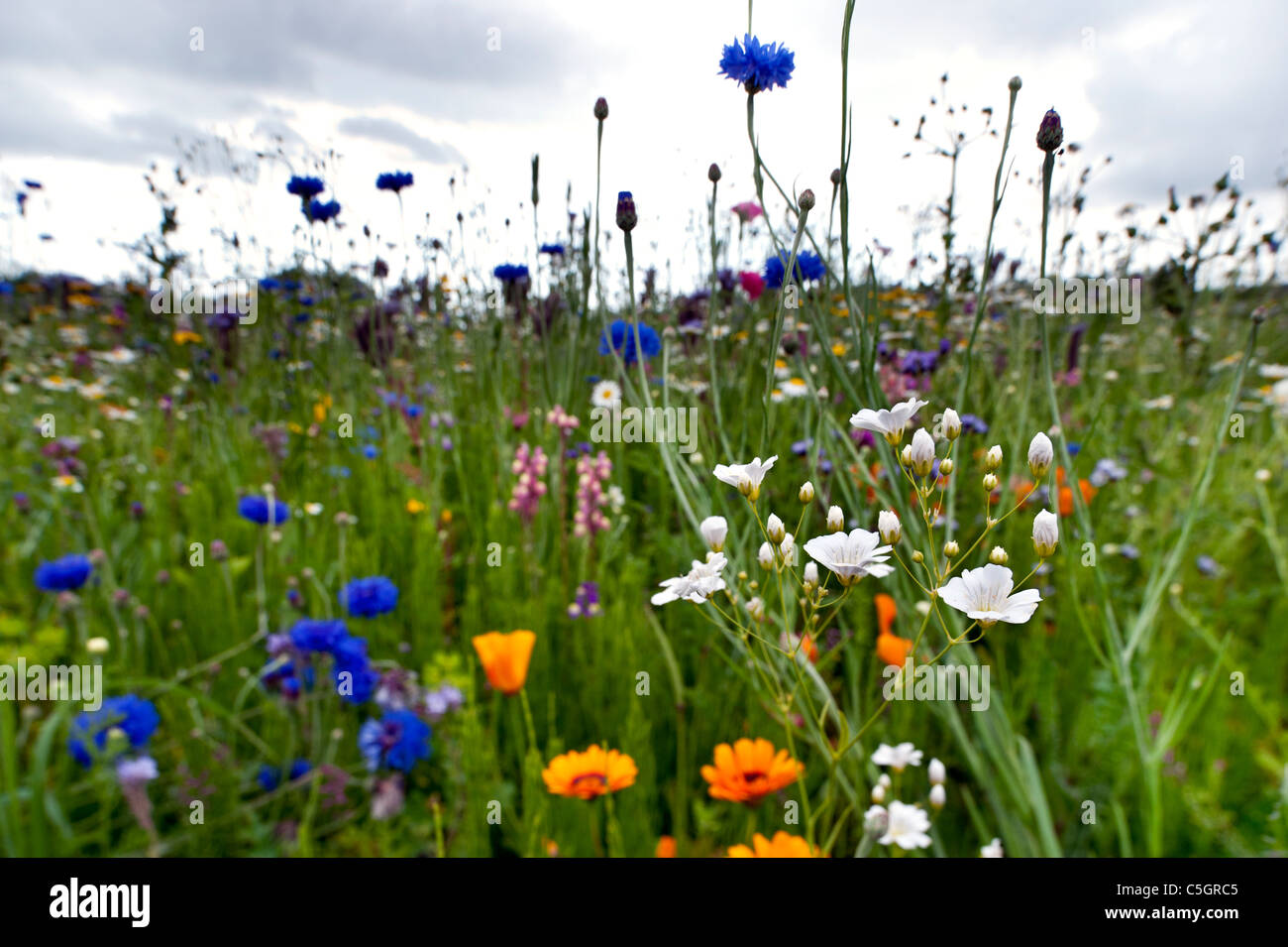 Wildflower meadow. Cornflowers and marigolds in a field full of
