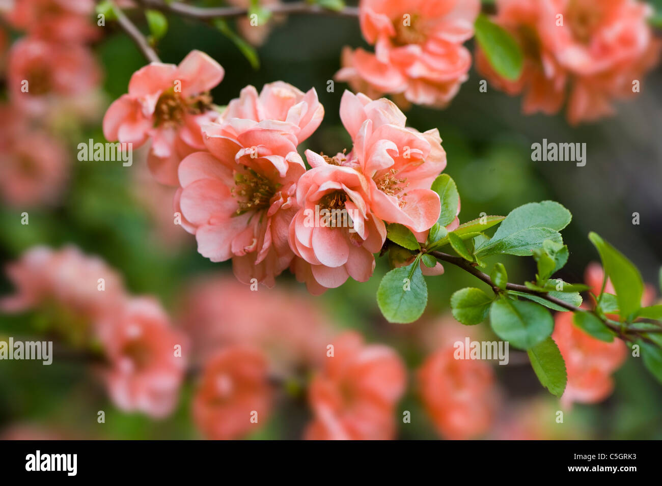 Chaenomeles speciosa 'Geisha Girl' - flowering quince or Japanese quince Stock Photo