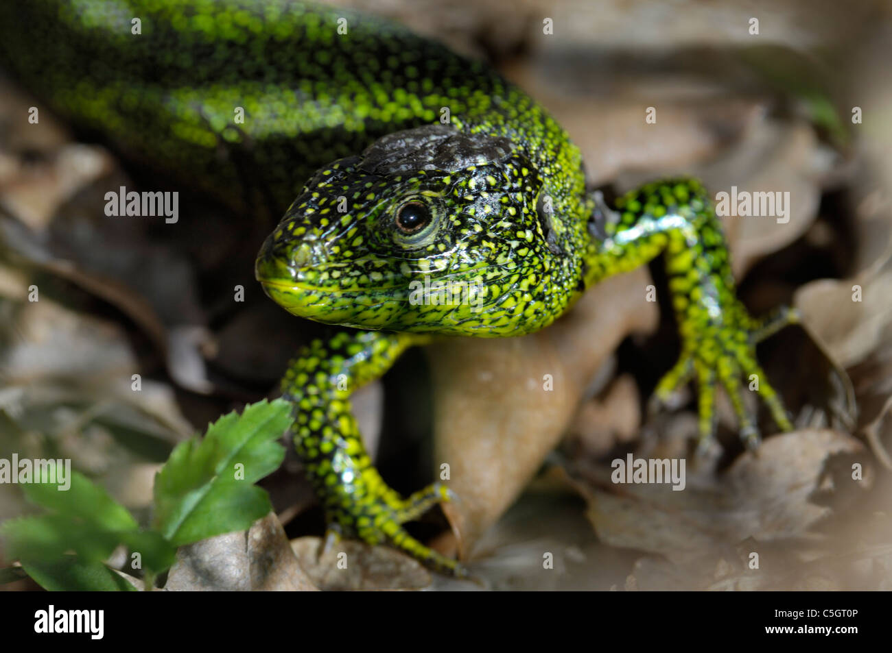Western Green Lizard (Lacerta bilineata) infested with ticks Stock Photo