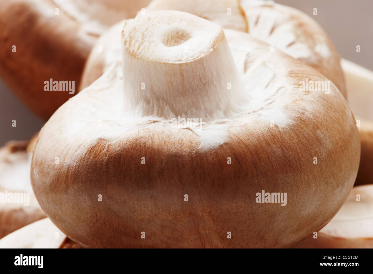 A single Brown chesnut champion mushroom close up Stock Photo