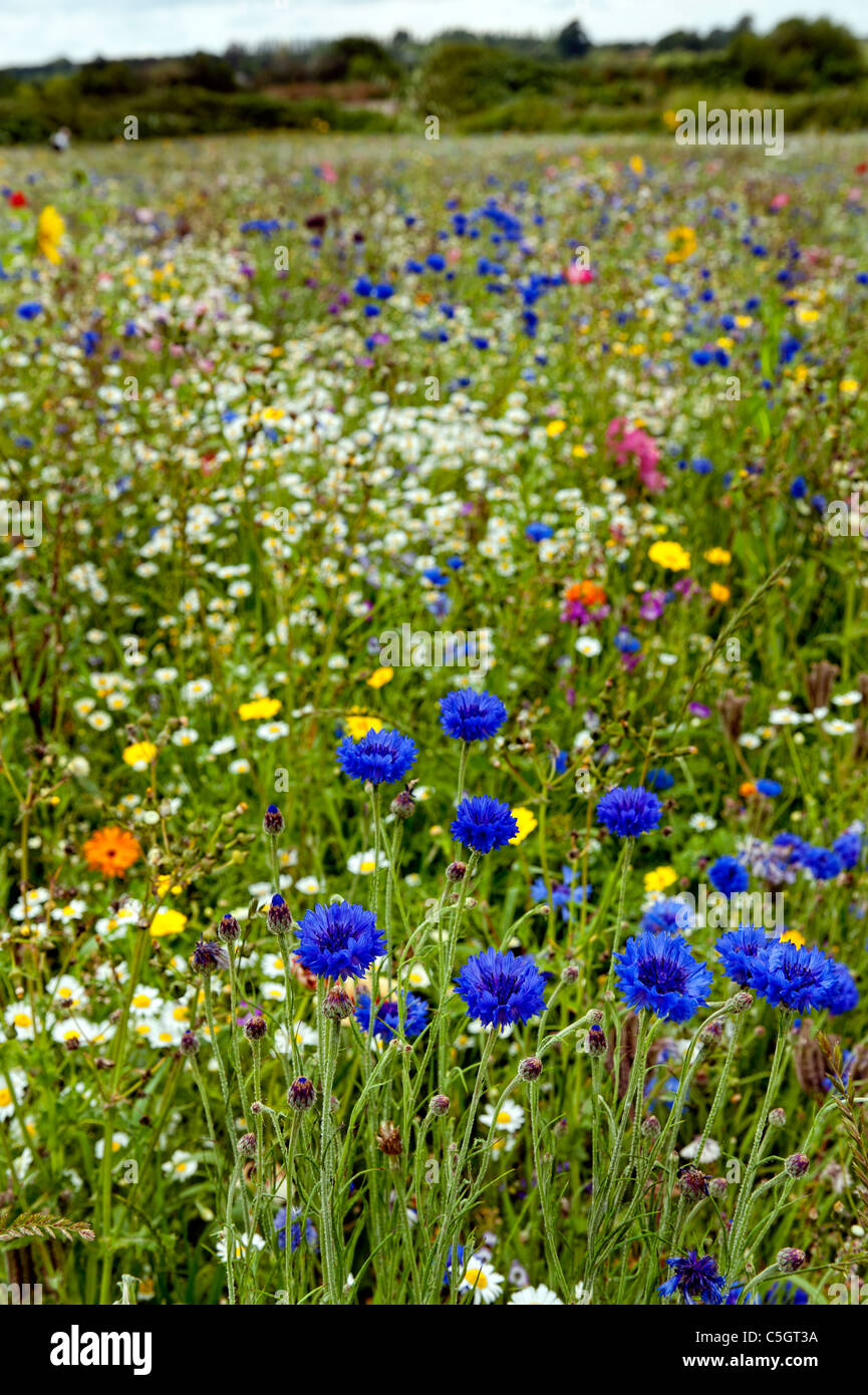 Wildflower meadow.  Cornflowers in a field full of wildflowers on an English Summer's day Stock Photo