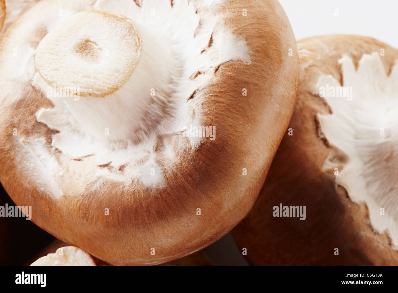 Brown chesnut champion mushroom close up Stock Photo