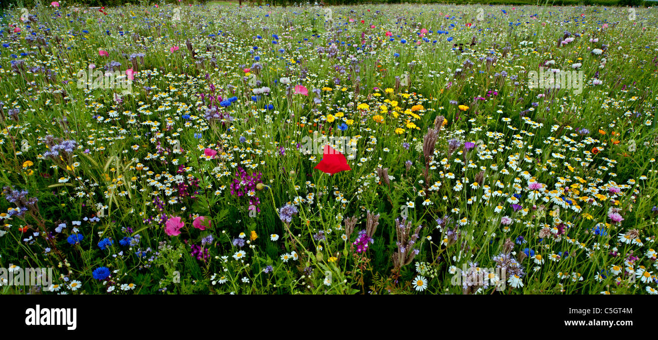 English flower medow hi-res stock photography and images - Alamy