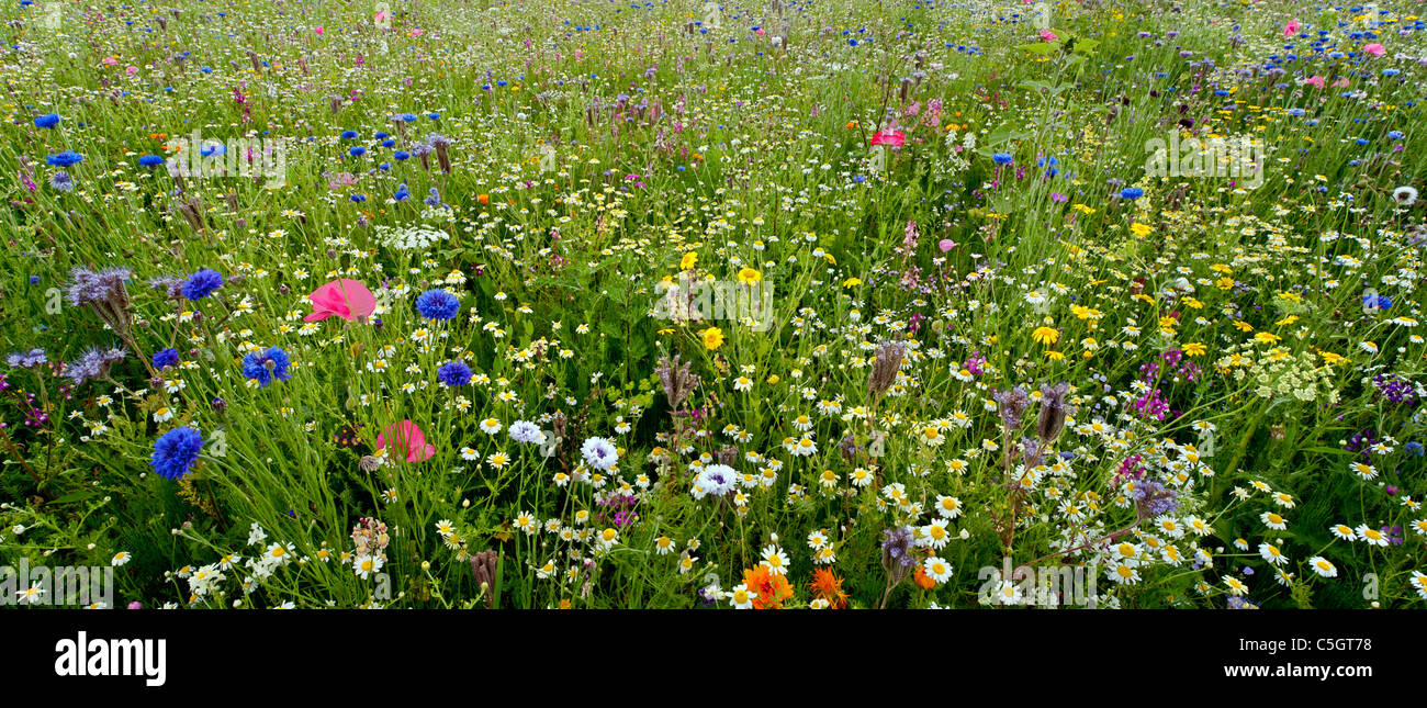 Annual wildflowers hi-res stock photography and images - Alamy