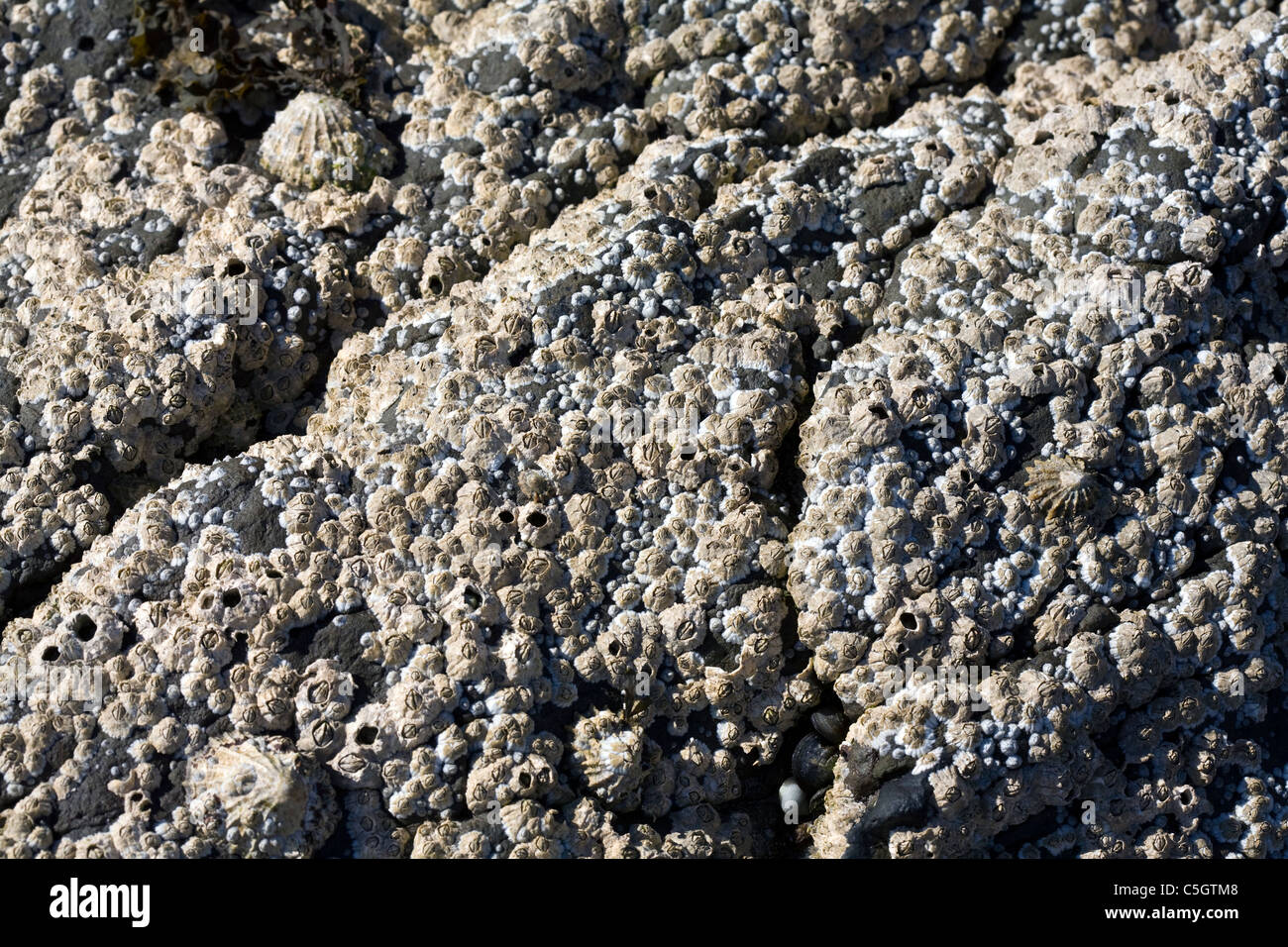 Common Limpets and Acorn Barnacles Rubha Ardnish Beach Breakish Broadford Isle of Skye Scotland Stock Photo