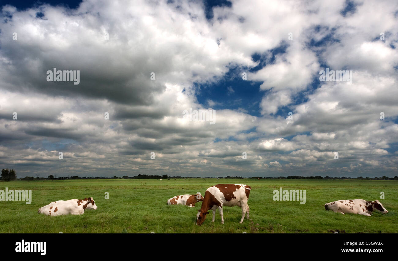 Dutch scenery with grasslands, cows and cloudy sky Stock Photo - Alamy