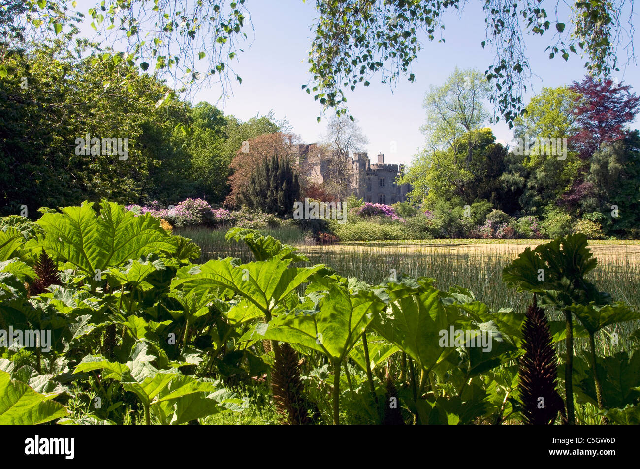 Duns Castle and Gunnera by Pond in gardens Stock Photo