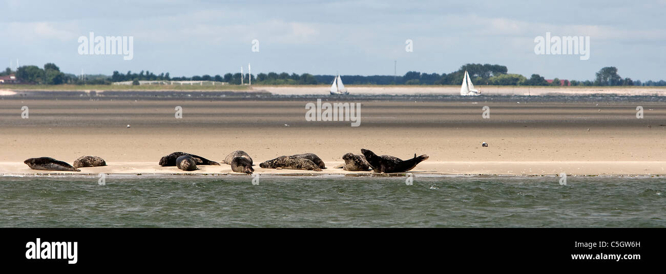 Seals on a sandbank in the Oosterschelde, Holland Stock Photo