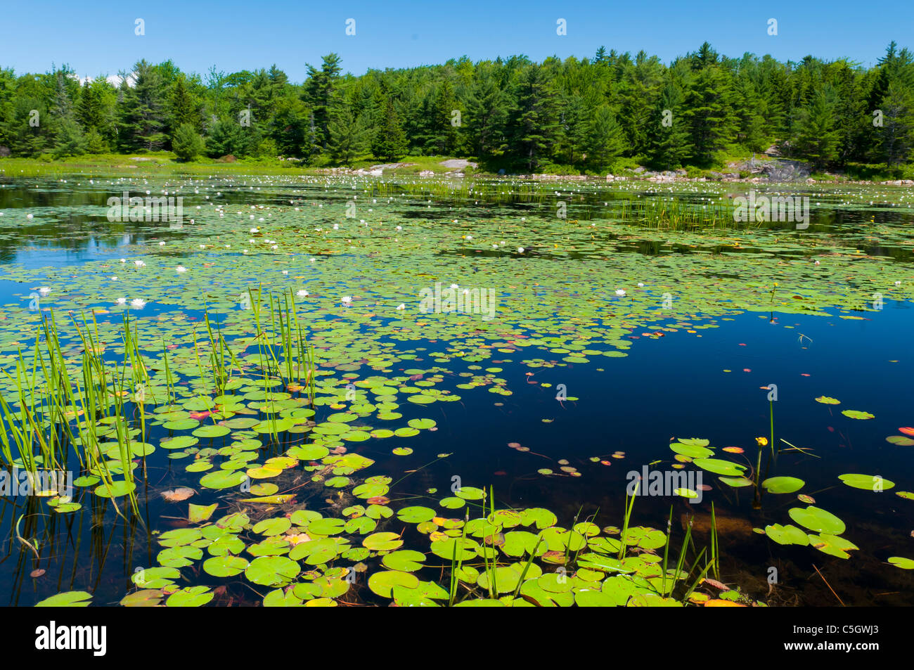 White Water Lilly Pond Acadia National Park Maine United States Stock Photo