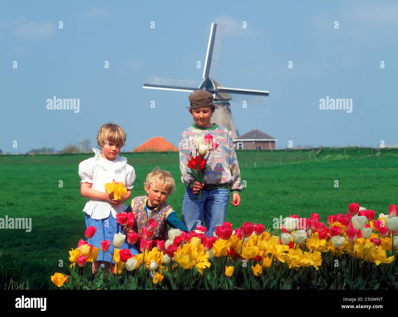 Children in tulip garden in Holland with windmill Stock Photo